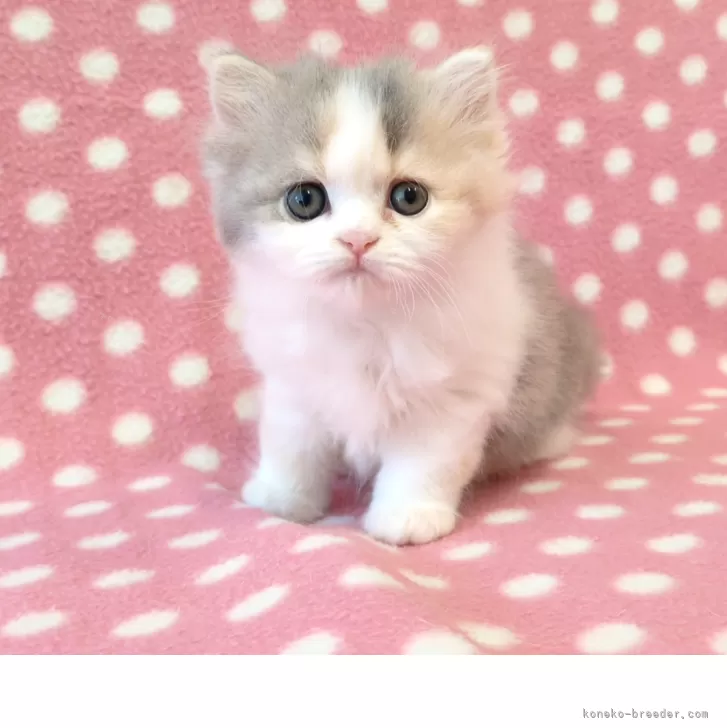 Y.S 様のお迎えした子猫
