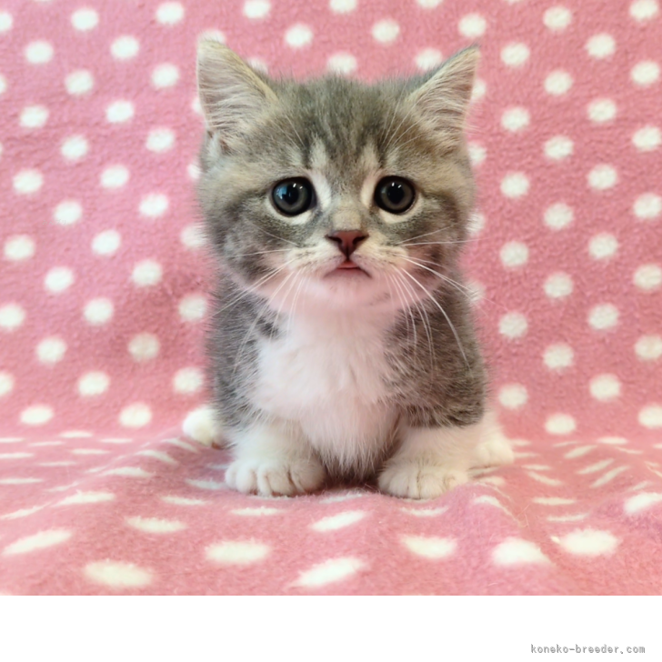 T.M 様のお迎えした子猫