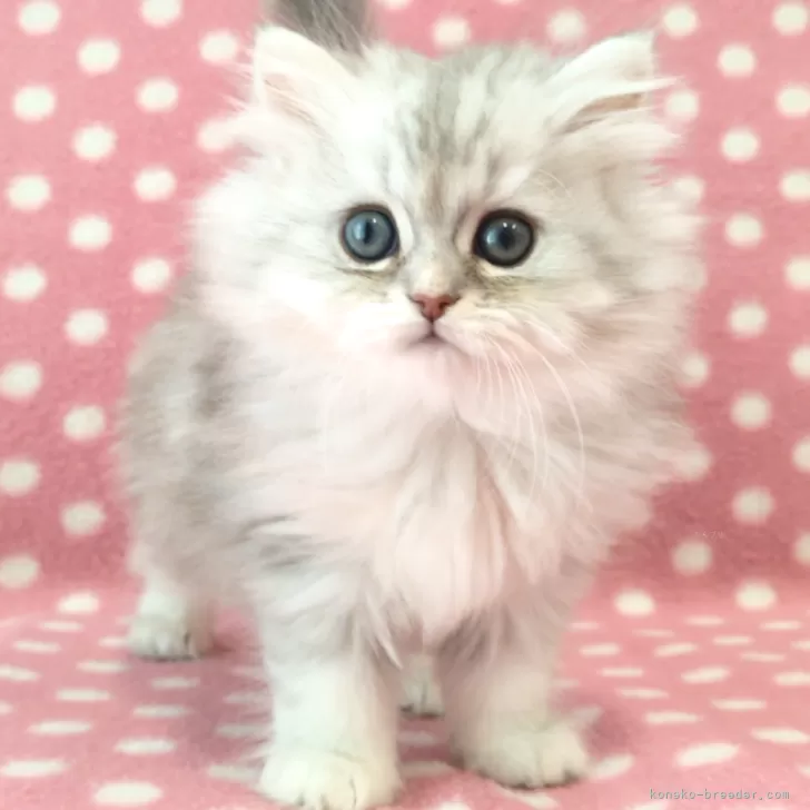 ID:2502-01667の子猫