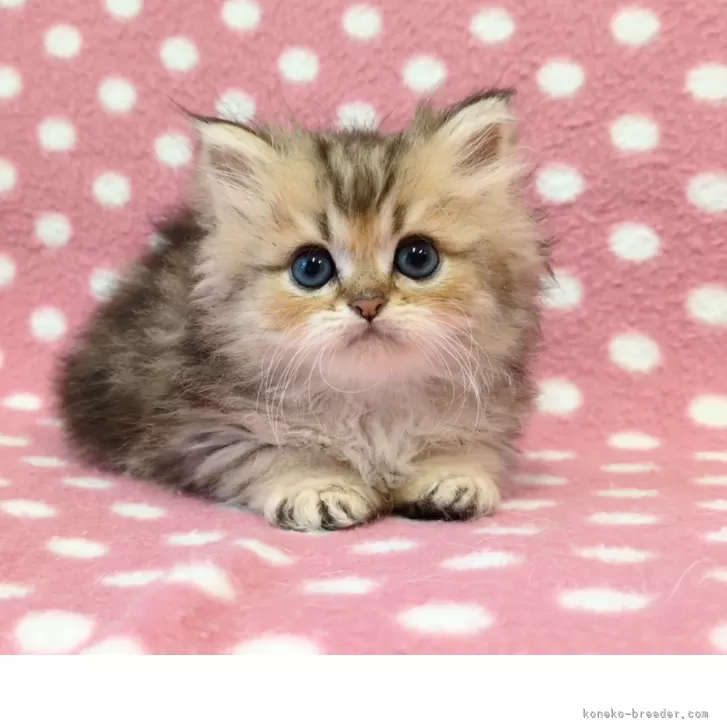 ID：2505-02133の子猫