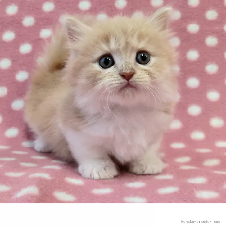 ID：2506-02795の子猫