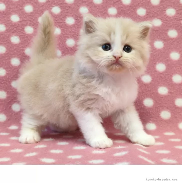 ミヌエット(長足)【愛知県・男の子・2025年12月21日・クリームホワイト】の写真1