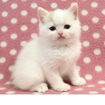 マンチカン(長足)【愛知県・男の子・2025年10月26日・クリームホワイト】の写真「困り顔がとっても可愛いキュートな甘えん坊くん♪」