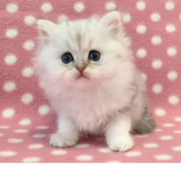 ペルシャ(チンチラ)【愛知県・男の子・2026年1月23日・ブルーチンチラシルバー】の写真「キレイな毛色♪ふわもこ可愛い遊び好きくん♪」