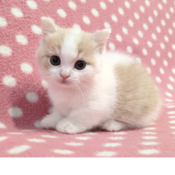 マンチカン(短足)【愛知県・女の子・2025年10月11日・クリームタビーホワイト】の写真「キレイなブレーズ♪くりくりおめめの可愛い甘えっ子♪」