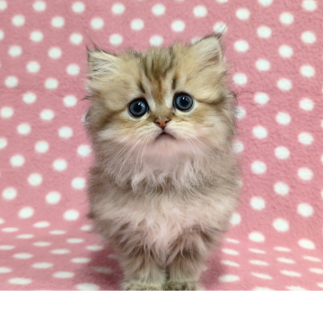 ペルシャ(チンチラ)【愛知県・女の子・2025年9月26日・シェーデッドゴールデン】の写真「くりくりおめめの優しくて可愛い女の子♪」