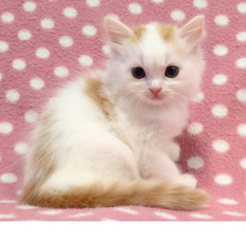 スコティッシュフォールド(立ち耳)【愛知県・女の子・2025年10月26日・レッドタビーホワイト（ロングヘアー）】の写真「くりくりおめめが可愛いちょっぴり寂しがりやさん♪」