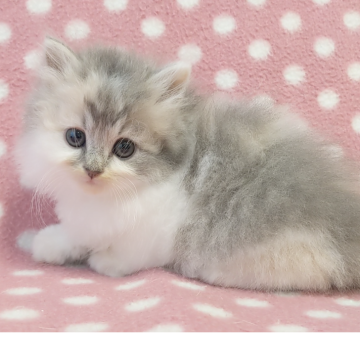 ミヌエット(長足)【愛知県・女の子・2025年9月25日・ダイリュートキャリコ】の写真「お母さん大好き♪天真爛漫な遊び好き♪」