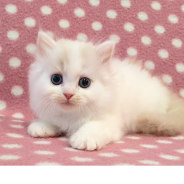 ミヌエット(長足)【愛知県・男の子・2025年9月19日・クリームホワイト（ロングヘアー）】の写真「もふもふほわほわ♪甘えん坊の白くん♪」