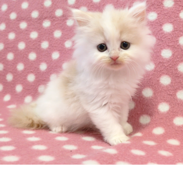 ミヌエット(長足)【愛知県・女の子・2025年9月19日・クリームホワイト（ロングヘアー）】の写真「ピンクのお鼻が可愛い困り顔の甘えっ子♪」