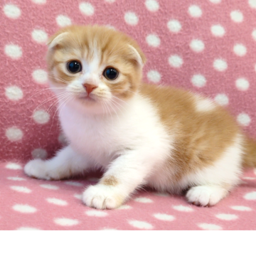 スコティッシュフォールド(折れ耳)【愛知県・男の子・2025年10月1日・レッドタビーホワイト】の写真「小さなお耳がペッタリ折れてる可愛い甘えん坊くん♪」