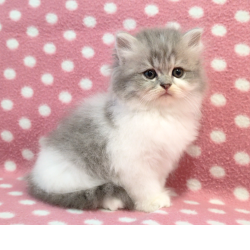 ミヌエット(長足)【愛知県・男の子・2025年9月25日・ブルーホワイト】の写真「元気いっぱい遊び好き♪とっても可愛い甘えん坊くん♪」