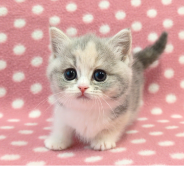 マンチカン(短足)【愛知県・女の子・2025年10月31日・ブルーパッチドタビーホワイト】の写真「くりくりおめめでまん丸お顔♪もふもふ甘えっ子♪」