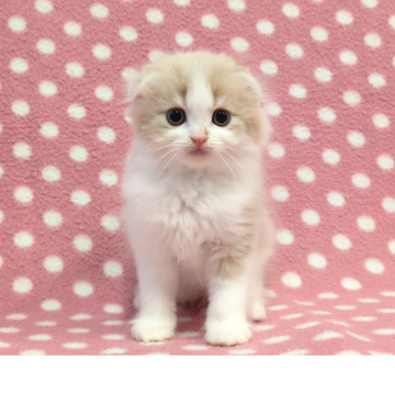 スコティッシュフォールド(折れ耳)【愛知県・男の子・2025年10月26日・クリームタビーホワイト（ロングヘアー）】の写真「小さなお耳がぺったんこ♪キレイなブレーズ♪男の子♪」