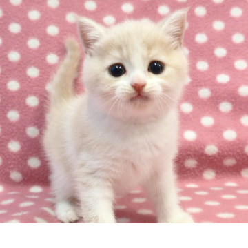 スコティッシュフォールド(立ち耳)【愛知県・男の子・2025年10月1日・クリームタビーホワイト】の写真「ちょっとたれ目な優しい毛色の甘えん坊くん♪」