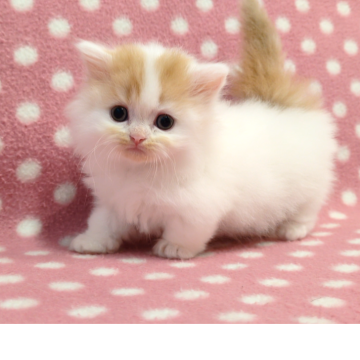 ミヌエット(短足)【愛知県・女の子・2025年10月15日・レッドタビーホワイト（ロングヘアー）】の写真「プリティプリティ♪とってもプリティちゃん♪」