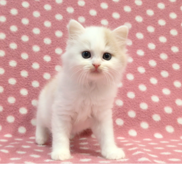 スコティッシュフォールド(立ち耳)【愛知県・女の子・2025年10月26日・クリームタビーホワイト（ロングヘアー）】の写真「キレイな毛色♪可愛いお顔の甘えっ子さん♪」