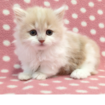 マンチカン(短足)【愛知県・女の子・2025年10月11日・クリームタビーホワイト（ロングヘアー）】の写真「もふもふ優しい癒し系さん♪」