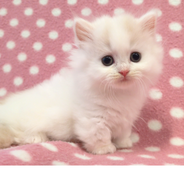 ミヌエット(短足)【愛知県・女の子・2025年9月19日・クリームホワイト（ロングヘアー）】の写真「可愛すぎる白い天使ちゃん♪」