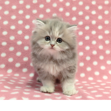 ミヌエット(長足)【愛知県・女の子・2025年10月23日・ブルーパッチドタビー（ロングヘアー）】の写真「元気いっぱい♪ふわふわとっても可愛い美人さん♪」