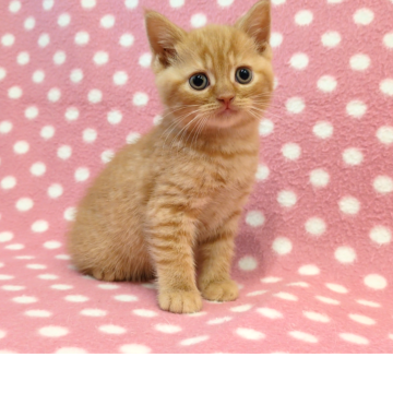 スコティッシュフォールド(立ち耳)【愛知県・男の子・2025年9月28日・レッドタビー】の写真「くりくりおめめの優しい甘えん坊くん♪」