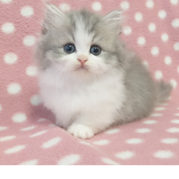 ミヌエット(短足)【愛知県・男の子・2025年9月25日・ブルーホワイト】の写真「くりくりおめめの極短足なハンサムくん♪」