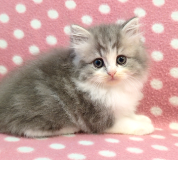 ミヌエット(長足)【愛知県・男の子・2025年9月25日・ブルーホワイト】の写真「とっても人懐っこくてお手伝い好きな可愛い過ぎる彼♪」