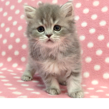 ミヌエット(長足)【愛知県・女の子・2025年10月1日・ブルーパッチドタビー】の写真「陽気で元気な甘えっ子♪可愛い遊び好きちゃん♪」