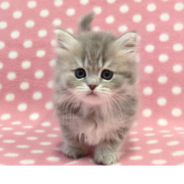 ミヌエット(短足)【愛知県・女の子・2025年10月1日・ブルーパッチドタビー】の写真「とっても可愛い人懐っこい遊び好きちゃん♪」