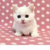 マンチカン(短足)