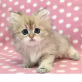 ペルシャ(チンチラ)