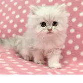 ペルシャ(チンチラ)