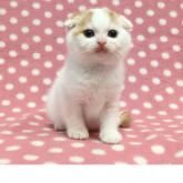 スコティッシュフォールド(折れ耳)