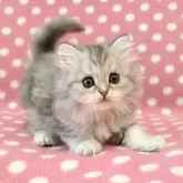 ミヌエット(長足)