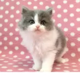 ブリティッシュショートヘア