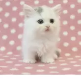 ミヌエット(短足)