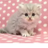 ペルシャ(チンチラ)