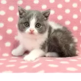 ブリティッシュショートヘア