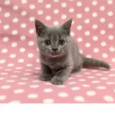 ブリティッシュショートヘア