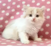 スコティッシュフォールド(立ち耳)