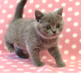 ブリティッシュショートヘア