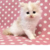 ミヌエット(長足)