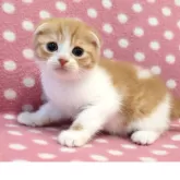 スコティッシュフォールド(折れ耳)