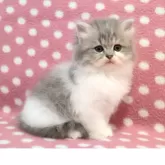 ミヌエット(長足)