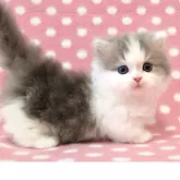 ミヌエット(短足)