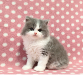 ブリティッシュショートヘア