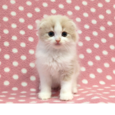 スコティッシュフォールド(折れ耳)