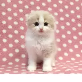 スコティッシュフォールド(折れ耳)