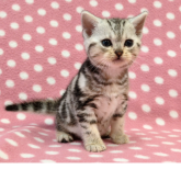 アメリカンショートヘア