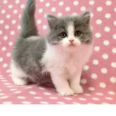 ブリティッシュショートヘア